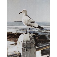 kartonnen_deco_bordje_meeuw_op_paal_aan_zee